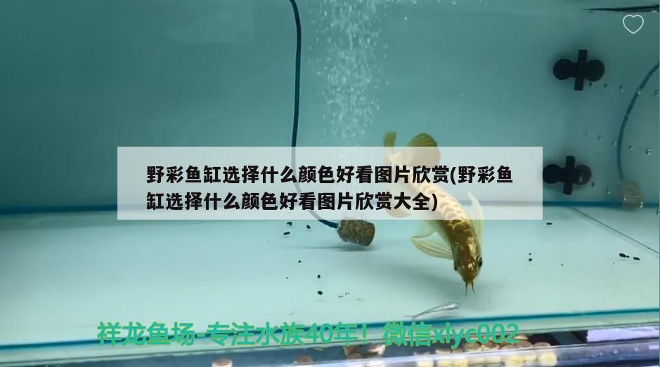 野彩魚缸選擇什么顏色好看圖片欣賞(野彩魚缸選擇什么顏色好看圖片欣賞大全)（野彩魚缸選擇什么顏色好看）