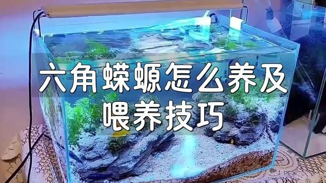 六角恐龍魚冬季多久喂一次（六角恐龍魚冬季喂食頻率） 六角恐龍魚冬季多久喂一次（六角恐龍魚冬季喂食頻率） 龍魚百科 第2張