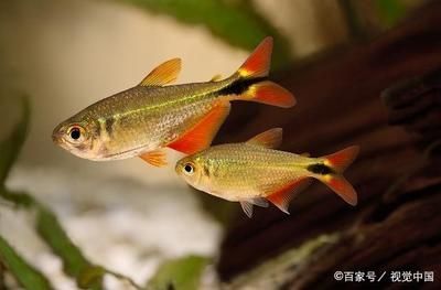 廣州最大的熱帶魚(yú)市場(chǎng)在哪里啊視頻：廣州最大的熱帶魚(yú)市場(chǎng)