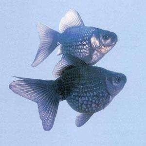廣州最大的熱帶魚(yú)市場(chǎng)在哪里啊視頻：廣州最大的熱帶魚(yú)市場(chǎng)