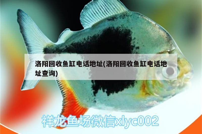 洛陽回收魚缸電話地址(洛陽回收魚缸電話地址查詢)（洛陽回收魚缸電話地址） 洛陽回收魚缸電話地址(洛陽回收魚缸電話地址查詢)（洛陽回收魚缸電話地址） 觀賞魚百科