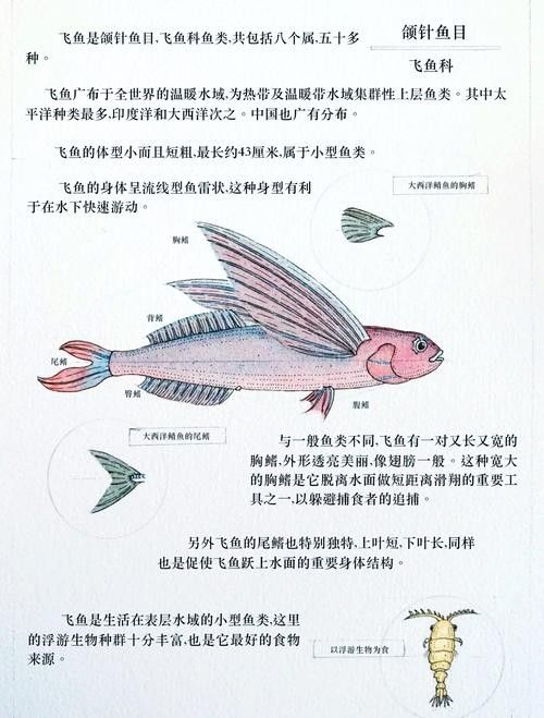 海底飛龍魚有哪些品種？（海底飛龍魚可以劃分為多個品種最常見的品種及其特征）
