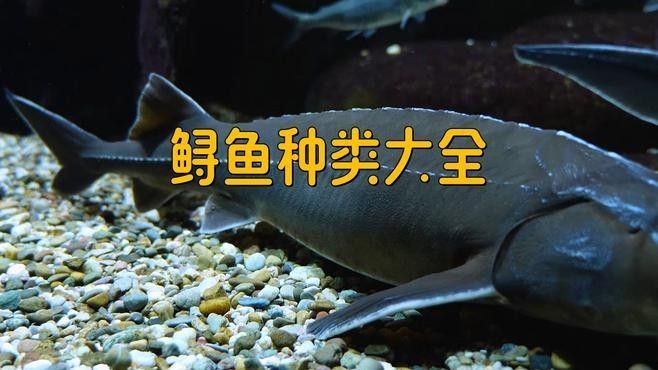 東龍鱘有哪些特色龍魚品種？（東龍鱘是一種極具觀賞價值的觀賞價值的魚類和科屬劃分）
