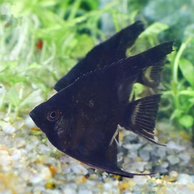 觀賞魚百科網站（觀賞魚百科網站是一個專業性和實用性和實用性和實用性）