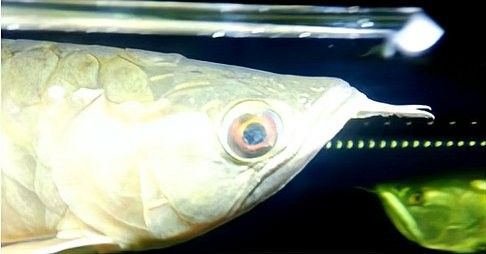 龍魚眼球變白能恢復嗎？（龍魚眼球變白怎么辦）