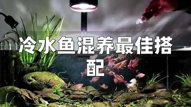 哪些魚類是溫和的混養(yǎng)選擇？（冷水魚和熱帶魚可以混養(yǎng)嗎）
