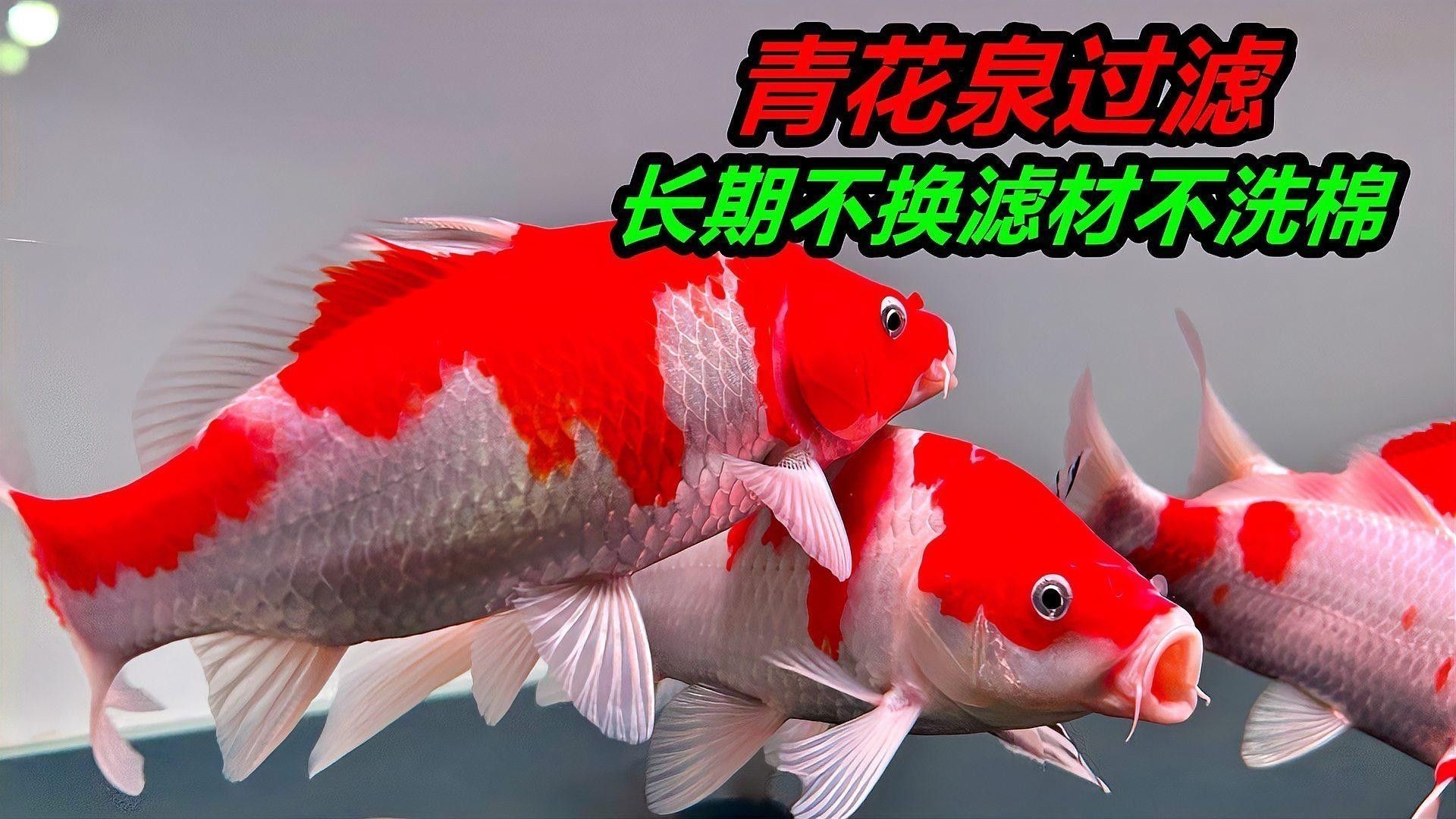 如何根據魚缸大小選擇濾材？（如何根據魚缸大小選擇合適的濾材）