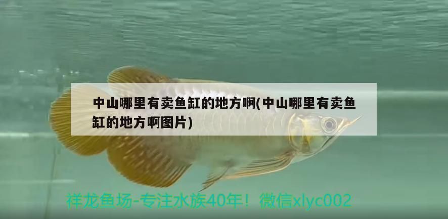 中山哪里有賣魚缸的地方啊(中山哪里有賣魚缸的地方啊圖片)（中山哪里有賣魚缸的地方啊）