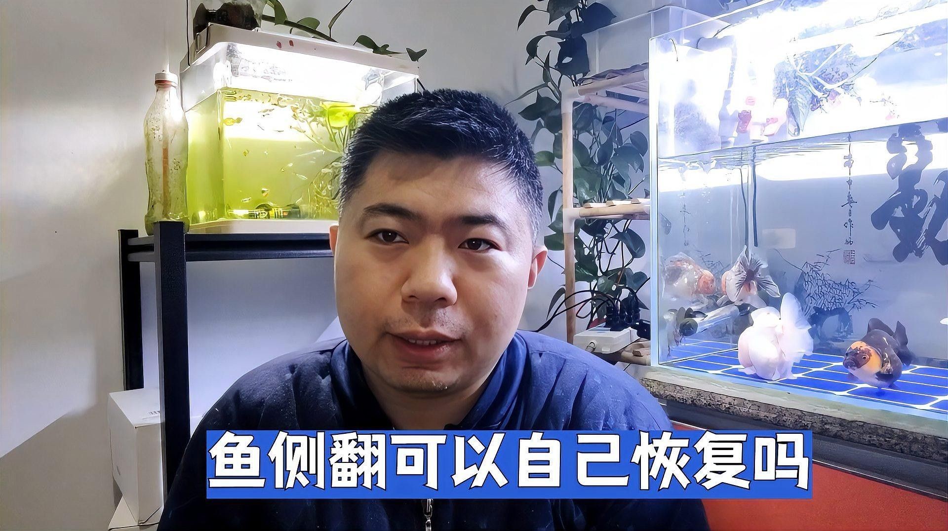 龍魚側游會自愈嗎（廣州龍魚祥龍魚場錦鯉側身游是什么情況魚側翻能自愈嗎）