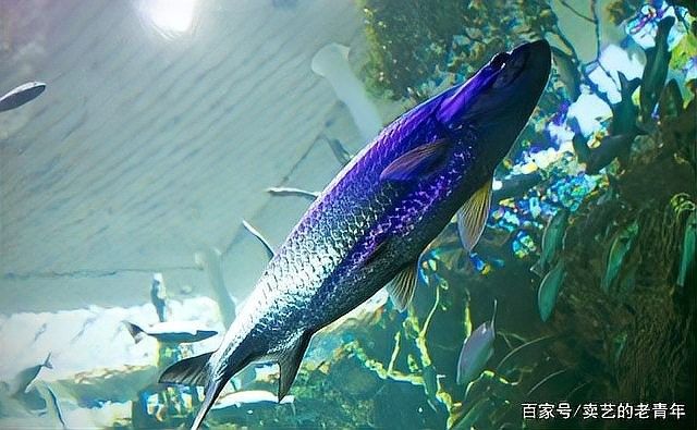 龍魚側游會自愈嗎（廣州龍魚祥龍魚場錦鯉側身游是什么情況魚側翻能自愈嗎）