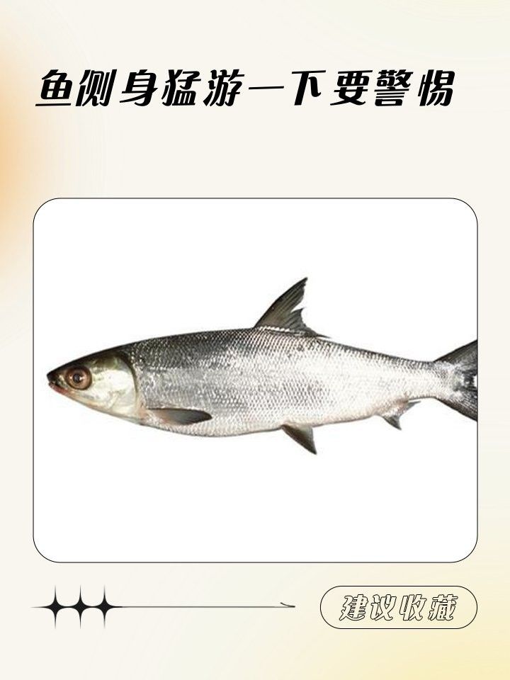 龍魚側游會自愈嗎（廣州龍魚祥龍魚場錦鯉側身游是什么情況魚側翻能自愈嗎）