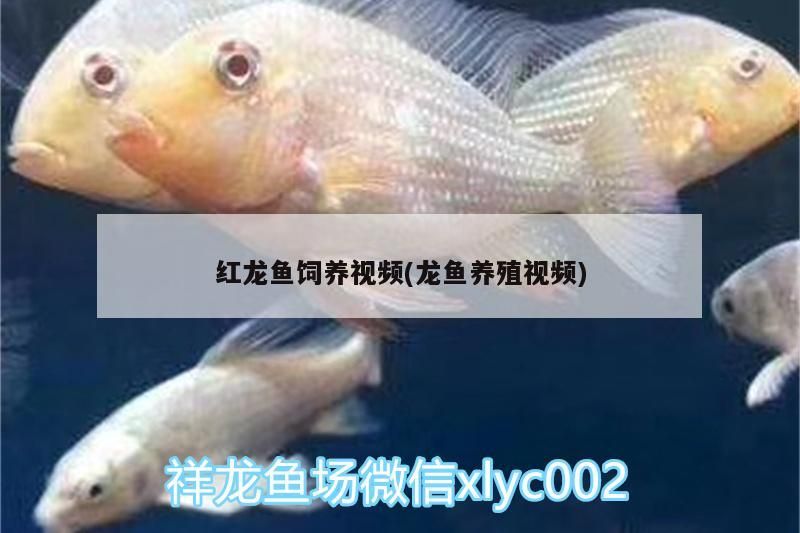 紅龍魚飼養視頻(龍魚養殖視頻)（紅龍魚的飼養）