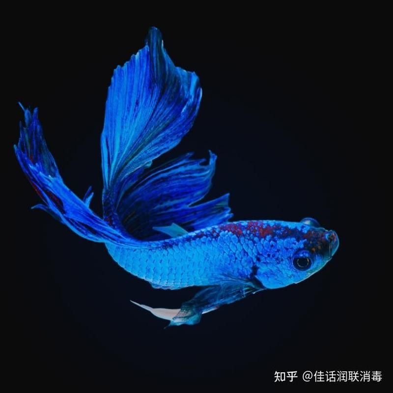 紅龍魚驅蟲后多久見效？（紅龍魚驅蟲后多久見效，答案取決于多種因素） 紅龍魚驅蟲后多久見效？（紅龍魚驅蟲后多久見效，答案取決于多種因素） 龍魚百科 第6張