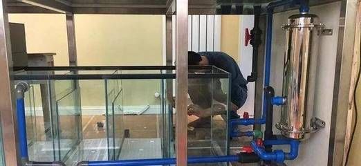彩虹雷龍魚疾病預防方法（彩虹雷龍魚在飼養時如何避免常見的疾病及其防治措施）