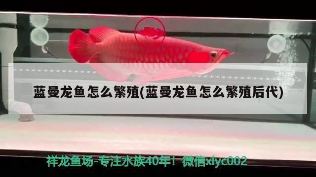 藍曼龍魚怎么繁殖(藍曼龍魚怎么繁殖后代)（藍曼龍魚怎么繁殖）