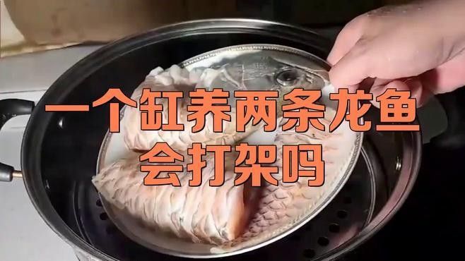 龍魚為什么會有攻擊行為（龍魚攻擊行為的原因及預防措施）