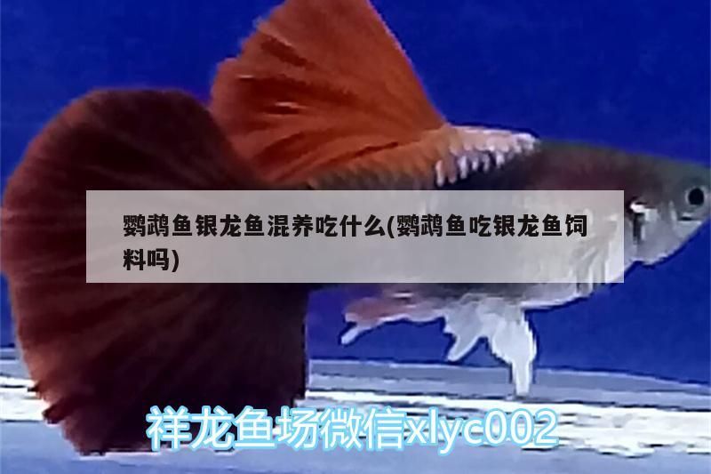 鸚鵡魚銀龍魚混養(yǎng)吃什么(鸚鵡魚吃銀龍魚飼料嗎)（銀龍魚和鸚鵡魚可以在一起飼養(yǎng)嗎）