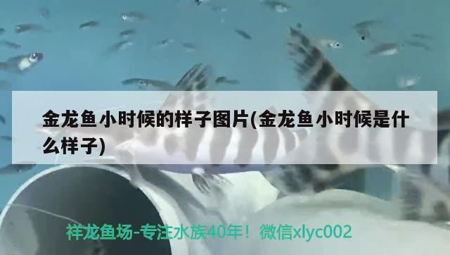 金龍魚小時候的樣子圖片(金龍魚小時候是什么樣子)（金龍魚小時候是什么樣子圖片）