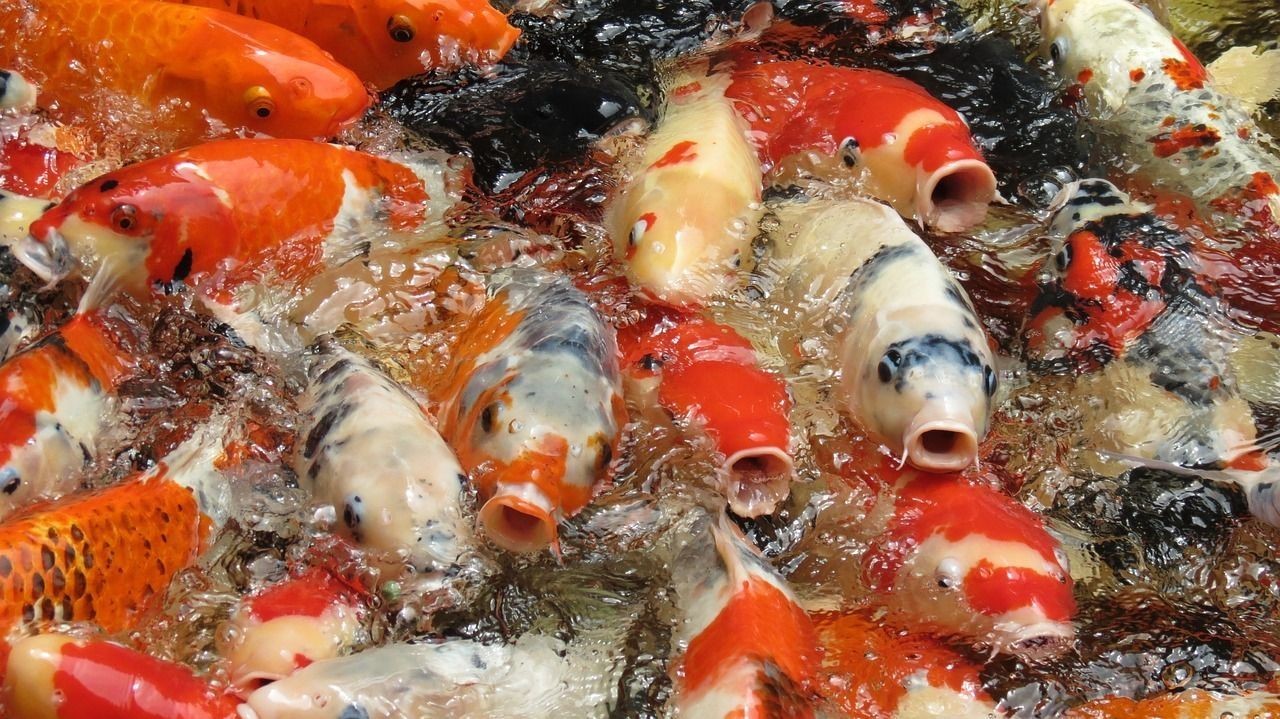 陜西咸陽金龍魚銷售電話號碼查詢是多少（咸陽金龍魚最新招聘）