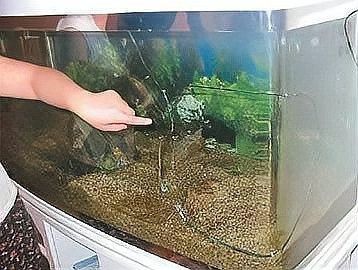 如何確保魚缸蓋的穩固性？（如何確保魚缸蓋的穩固性）