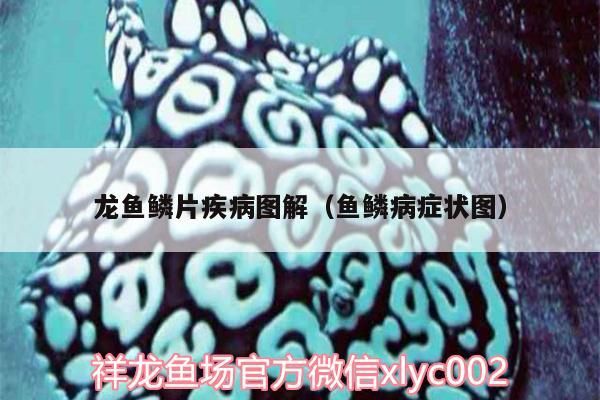 龍魚鱗片疾病圖解（魚鱗病癥狀圖）