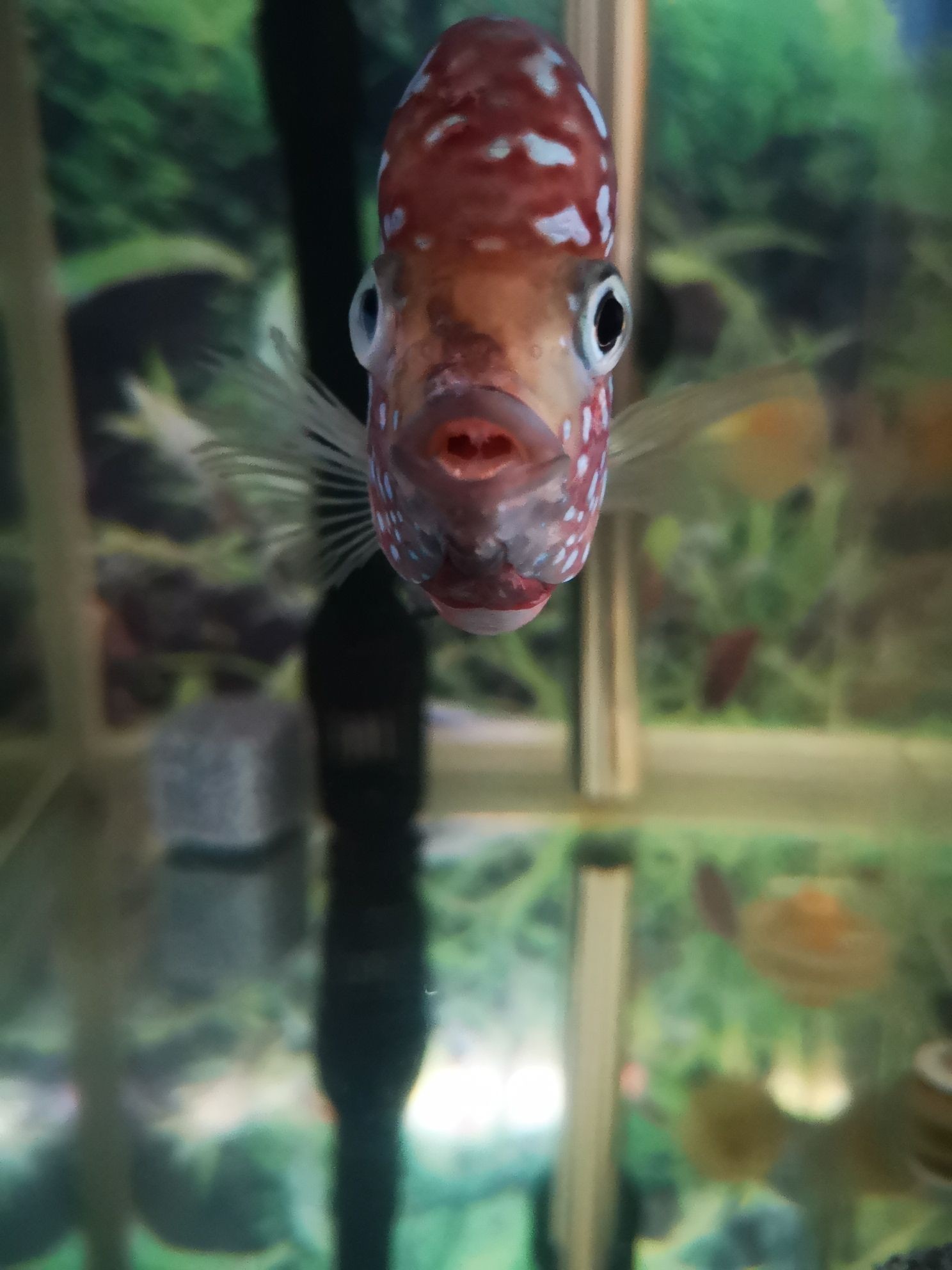 陽泉水族館要老婆還是要魚（陽泉水族館可以找到一個既能照顧員工家庭又能照顧員工家庭體驗的）