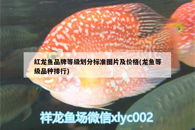 紅龍魚品牌等級劃分標準圖片及價格(龍魚等級品種排行)