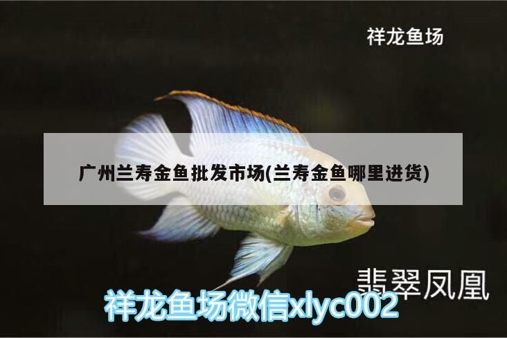 廣州蘭壽金魚批發(fā)市場(chǎng)(蘭壽金魚哪里進(jìn)貨)
