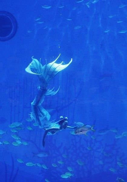 上海龍魚大賽有哪些參賽類別（上海龍魚大賽“長城杯”世界龍虎魟錦標賽報名開啟）