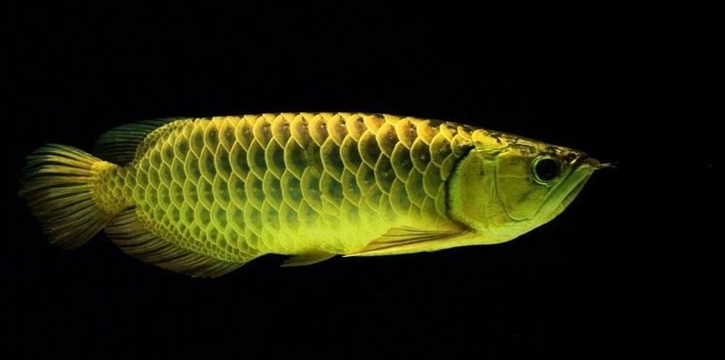 龍魚和德州豹混養需要多久適應？