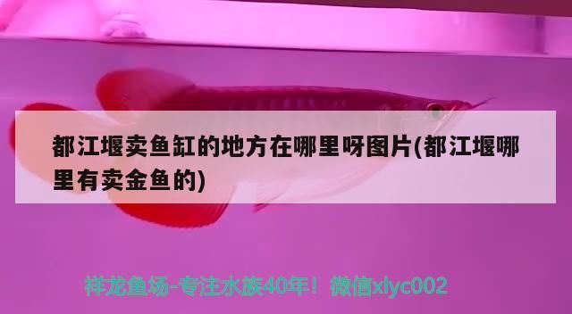 都江堰賣魚缸的地方在哪里呀圖片(都江堰哪里有賣金魚的)