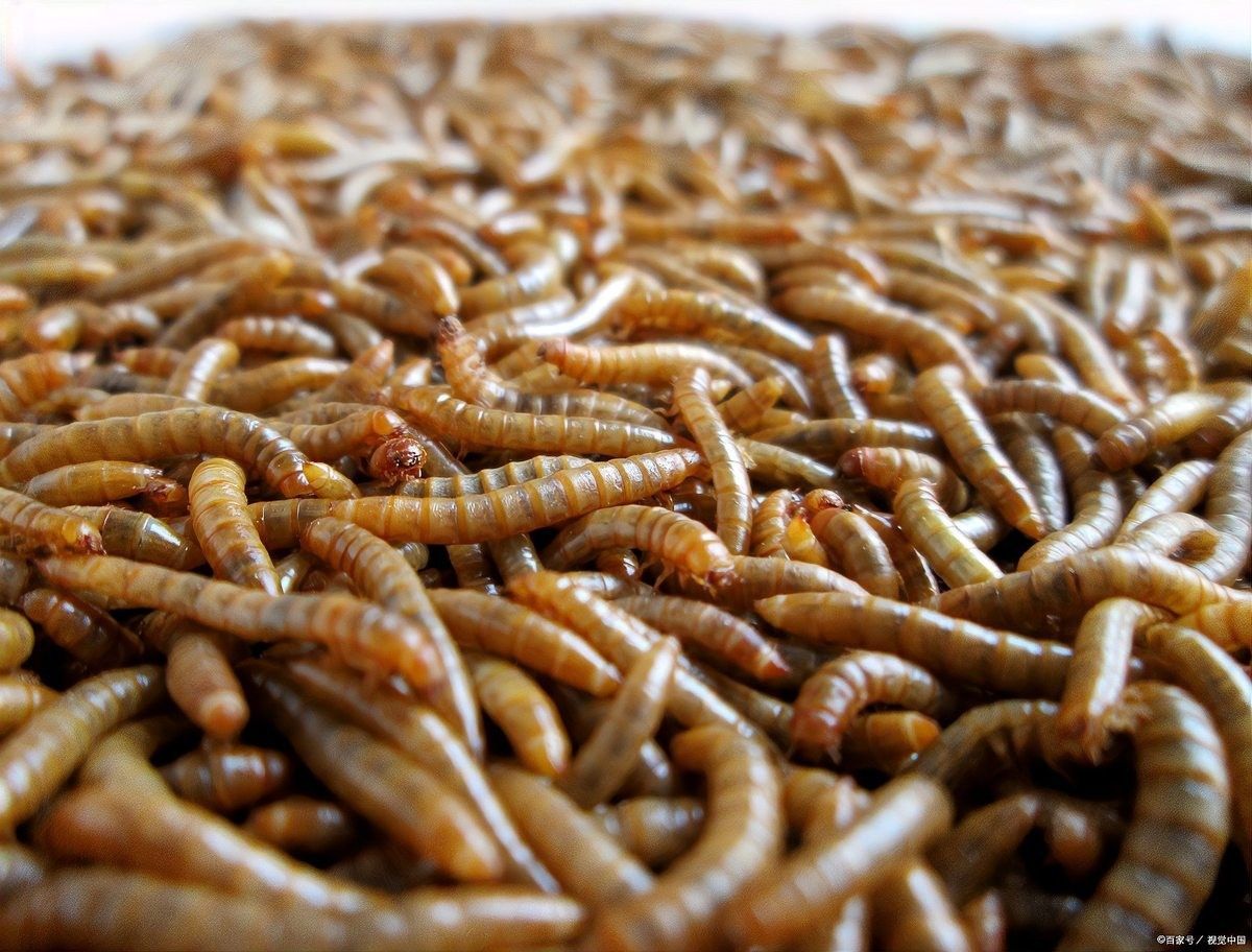 面包蟲多久清理一次？ 面包蟲多久清理一次？ 龍魚百科 第5張