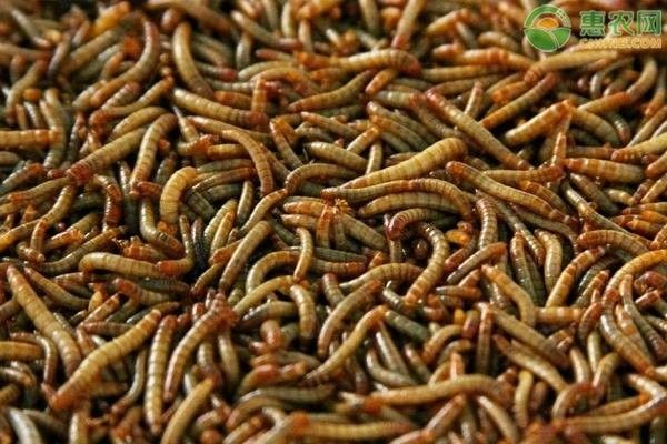 面包蟲多久清理一次？ 面包蟲多久清理一次？ 龍魚百科 第3張