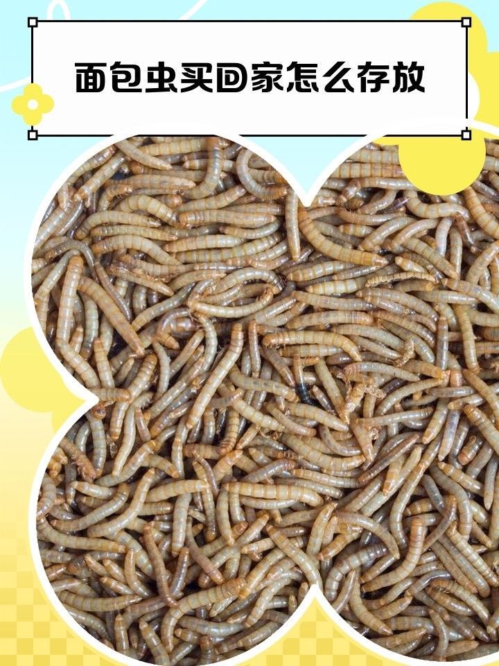 面包蟲多久清理一次？ 面包蟲多久清理一次？ 龍魚百科 第1張