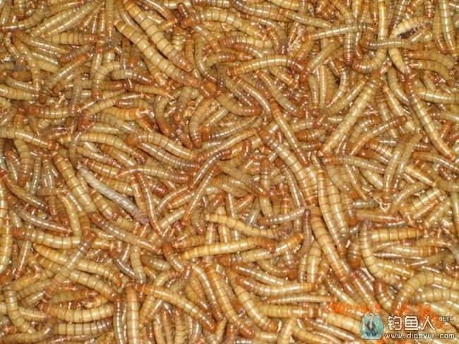 面包蟲多久清理一次？ 面包蟲多久清理一次？ 龍魚百科 第2張