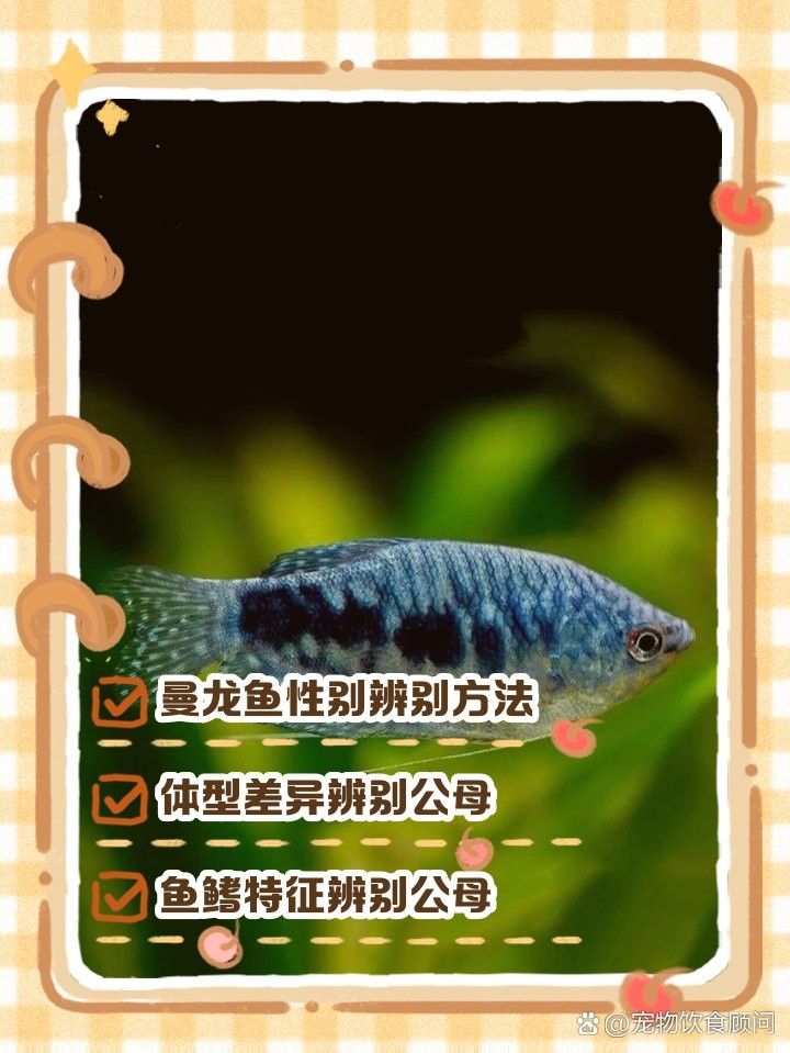 如何區(qū)分藍(lán)曼龍魚的雌雄