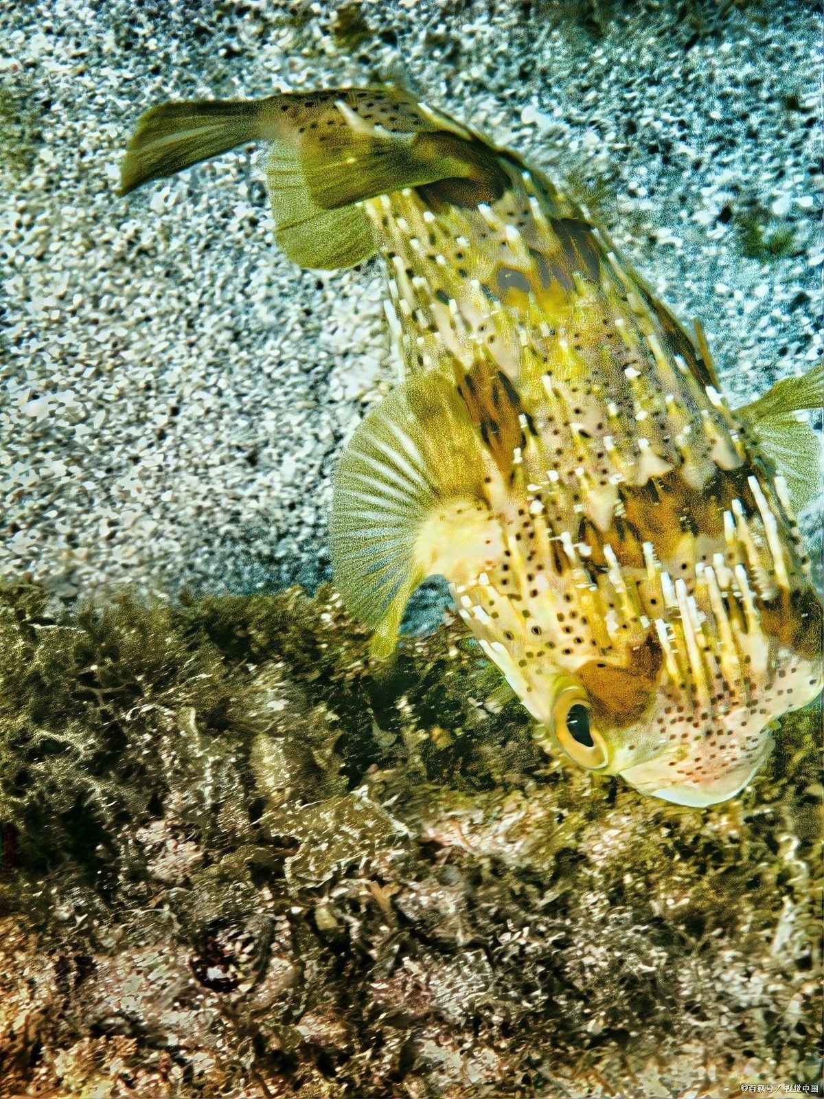 飛鳳魚(yú)的最佳混養(yǎng)伙伴有哪些