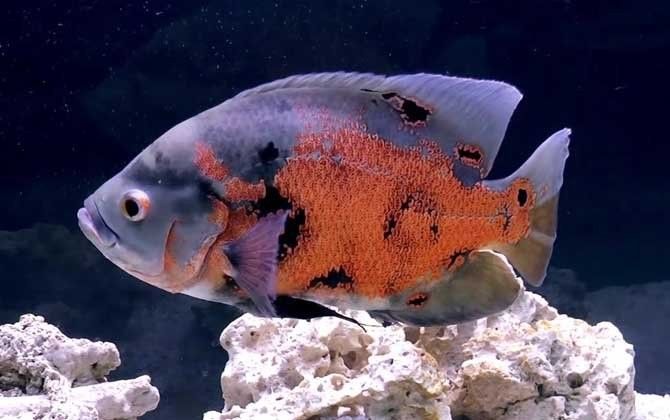 飛鳳魚(yú)的最佳混養(yǎng)伙伴有哪些