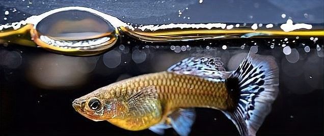 如何區分孔雀龍和孔雀魚（孔雀魚和龍有什么區別？）
