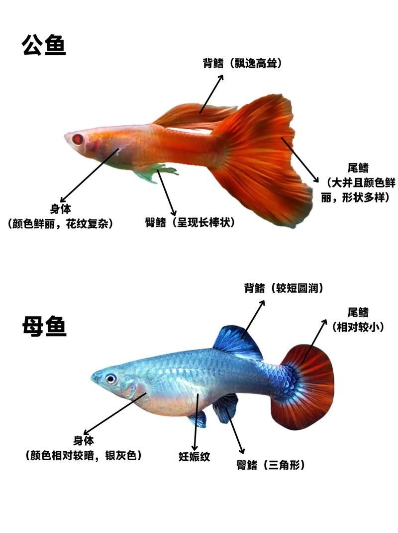 如何區分孔雀龍和孔雀魚（孔雀魚和龍有什么區別？）