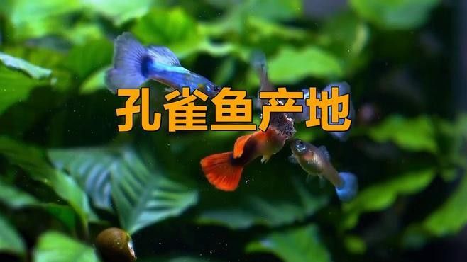 如何區分孔雀龍和孔雀魚（孔雀魚和龍有什么區別？）