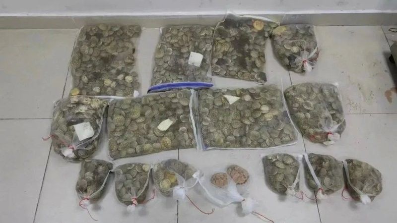 放生鱘龍魚需要多長時間提前報備？（\