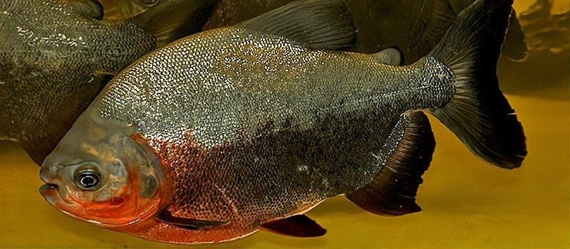 放生鱘龍魚需要多長時間提前報備？（\