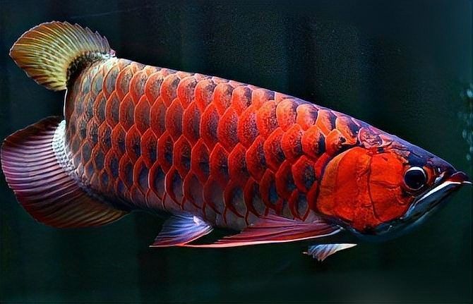 赤血辣椒紅龍魚成年后多大？（紅龍魚的壽命多長）