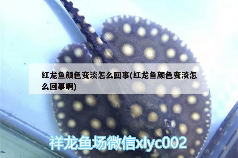 一條金龍魚最便宜要多少錢,24k金龍魚和普通金龍魚有什么區別(金龍魚多少錢一條) 觀賞魚百科 第1張 一條金龍魚最便宜要多少錢,24k金龍魚和普通金龍魚有什么區別(金龍魚多少錢一條) 一條金龍魚最便宜要多少錢,24k金龍魚和普通金龍魚有什么區別(金龍魚多少錢一條) 觀賞魚百科 第1張