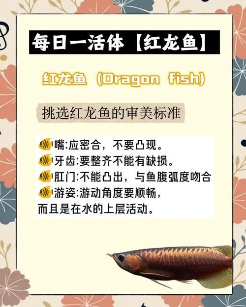 如何挑選一只好的紅龍魚