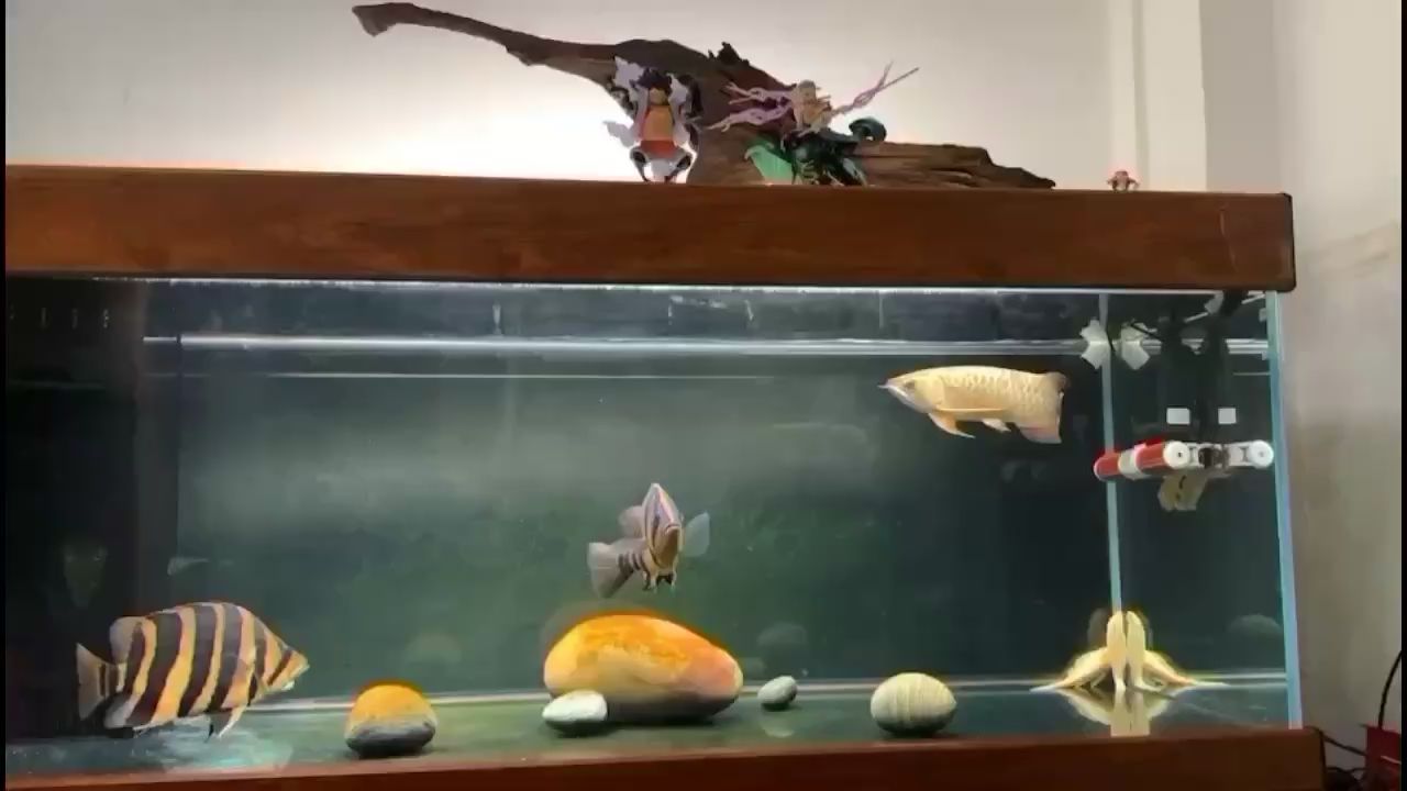 廣州觀賞魚批發(fā)市場(chǎng)龍虎匯