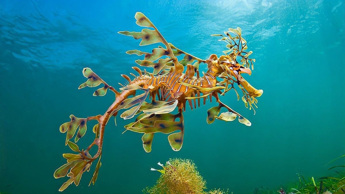 海龍魚如何繁殖