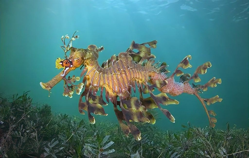 海龍魚如何繁殖
