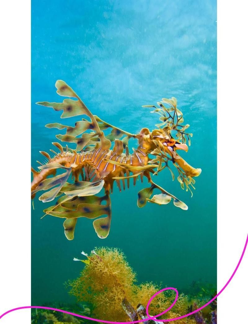 海龍魚如何繁殖
